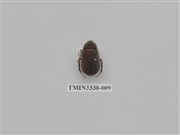 藏品(黑金龜屬)的圖片